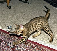 Lancelot's first week.  